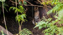 Serval Katze, ZOOM Erlebniswelt, Gelsenkirchen
