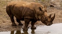 Nashorn, ZOOM Erlebniswelt, Gelsenkirchen