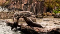 Seelöwen, ZOOM Erlebniswelt, Gelsenkirchen