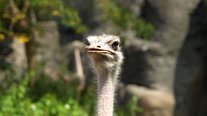 Vogel Strauß, ZOOM Erlebniswelt, Gelsenkirchen