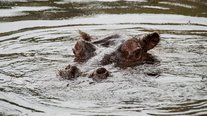 Nilpferd untergetaucht, ZOOM Erlebniswelt, Gelsenkirchen